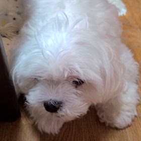 余命宣告から2ヶ月の画像