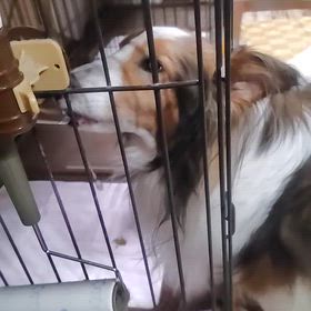 おみずガブの画像