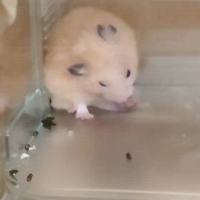 久しぶりのムギぴよ氏の画像