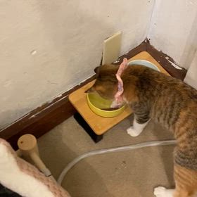 とりあえず、慌ててご報告！の画像