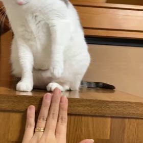 戦いごっこにゃよ♪の画像