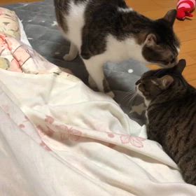 ご近所付き合いからジム活へ。気を許したのに…悲惨…残念にゃ。の画像