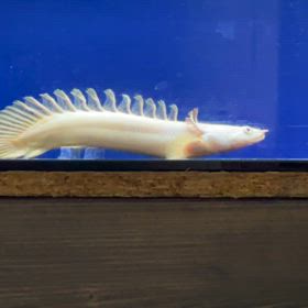 超極上な蜃気楼ショートご成約！！の画像