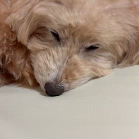 おやすみなさいの画像