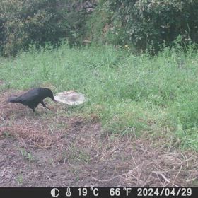 【グロ閲覧注意】すぎぴたんの事件簿シーズン3　489話（カラスの食事）の画像