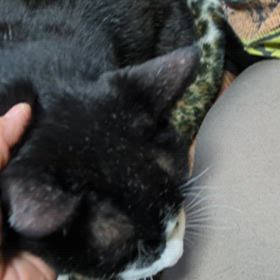 マッサージの画像