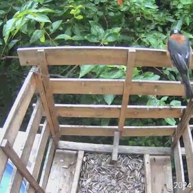 すぎぴたんの事件簿シーズン3　535話（もうご飯はもらえない！　子ヤマガラ）の画像