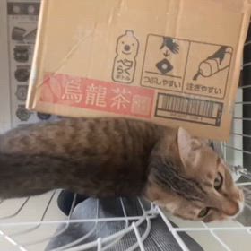 ”崖っぷち子猫問い合わせなし…”期限10月31日までですの画像