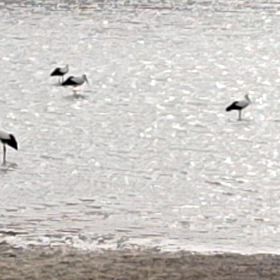 幸せを運んで来るコウノトリ5羽の画像