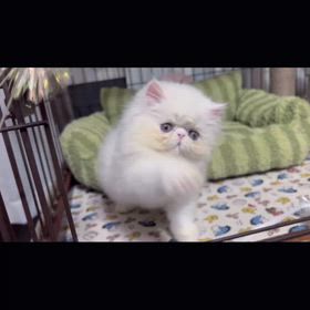 明け方シャンプーの画像