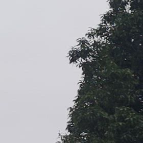 詩の内容が…の画像