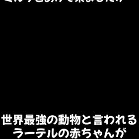 ラーテルの画像