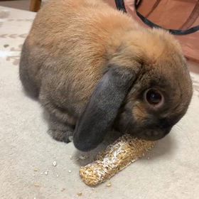 今日のおやつの画像