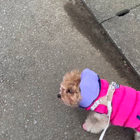 ®️Tan散歩U^ェ^Uの画像