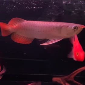 ★G.Wセール！★の画像