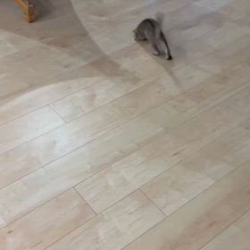 ふつかめ、、るすばん わたしの方がやばいの画像