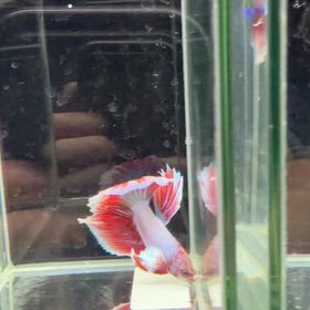 2026.3.13入荷の画像