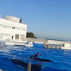 シャチにハマり数ヶ月(*^^*)Vの画像