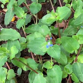 畑に日本ミツバチが遊びに来てくれました！の画像