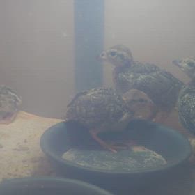 ご家族様募集中のイワシャコちゃん達の画像