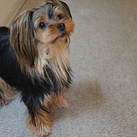 思い出す…の画像