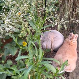 ガーデン女子会の画像