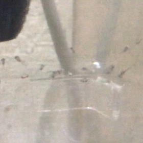 ハイブリッドエンゼル  人工孵化  11日目の画像