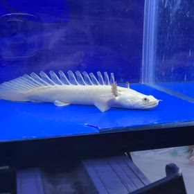 福岡のお客様に極上白龍ご成約頂きました！！の画像