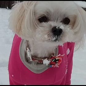 お庭で雪遊びの画像