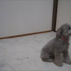 リサちゃん、錠剤のお薬を飲む練習をしてますの画像