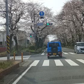 桜ロードの画像