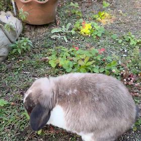 今週末はうさんぽ日和の画像