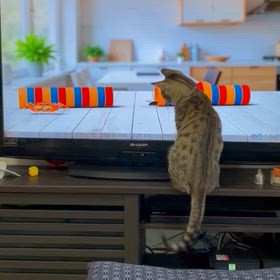 猫と暮らしたいの画像