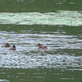 カイツブリさん真昼の決闘の画像