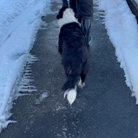 お渡し前の子犬達の画像
