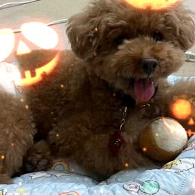 ハロウィンの画像