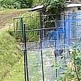 対猿電撃強化(3)の画像
