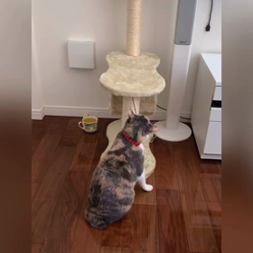 キャットタワーにまたたびスプレーしましたの画像