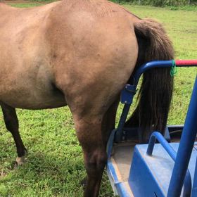 カイカイの画像