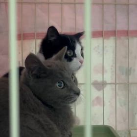 譲渡会参加猫マロンちゃんお芋ちゃんの画像