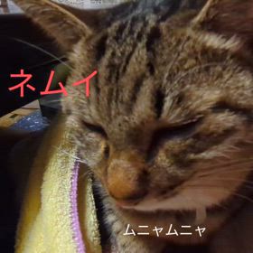 膝上でウトウトの画像