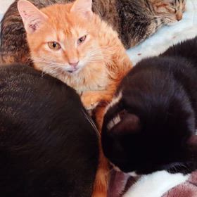 全ての猫がグルーミング好きじゃ無いのよねぇの画像