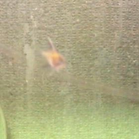 エンゼル  稚魚  18日目の画像