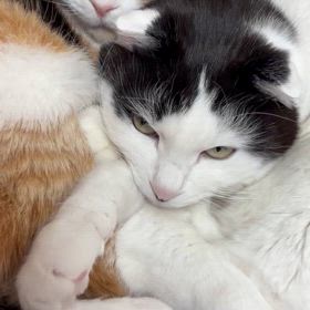 そろそろの画像