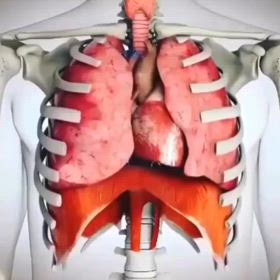 横隔膜と肋骨の画像