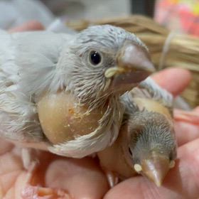 ライトシルバー文鳥さん！！の画像