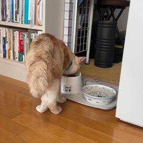 だいちゃん♂の後ろ足が可愛い過ぎるの画像