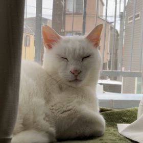 はれる　って　いってたじゃないか！の画像