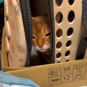 ろっそも寂しいの画像