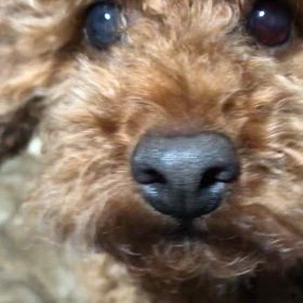 文句いうトイプーの画像